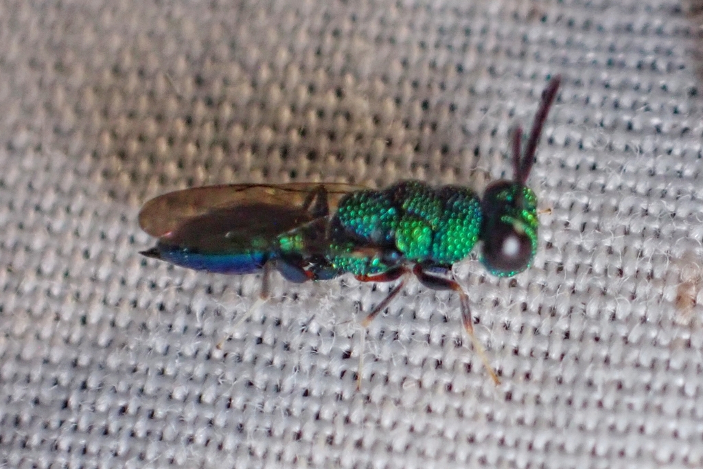 Chryseida