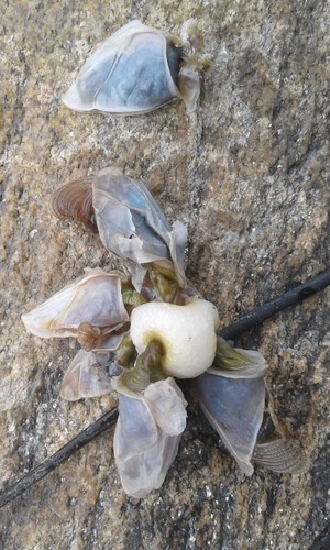 Dosima fascicularis