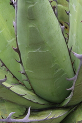Agave ghiesbreghtii
