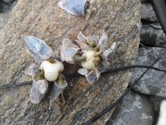 Dosima fascicularis
