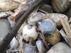Dosima fascicularis