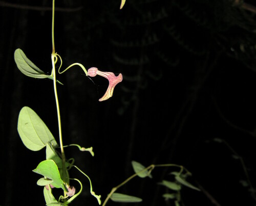 Aristolochia bilabiata