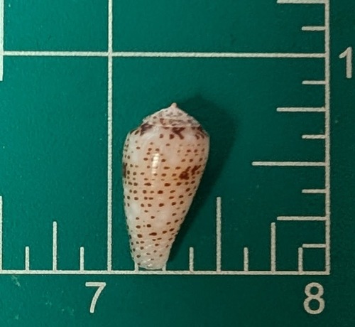 Conus stercusmuscarum observed 2025-09-02