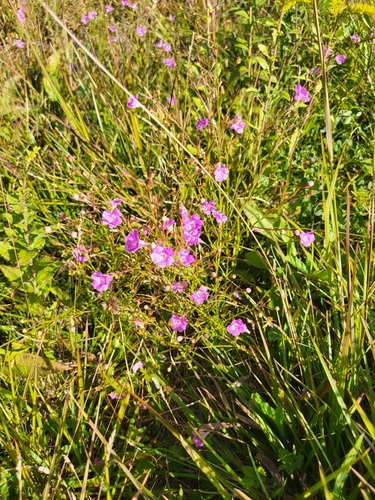 Sandplain false foxglove (Agalinis decemloba)