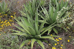 Agave convallis