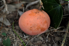 Ancylobothrys petersiana