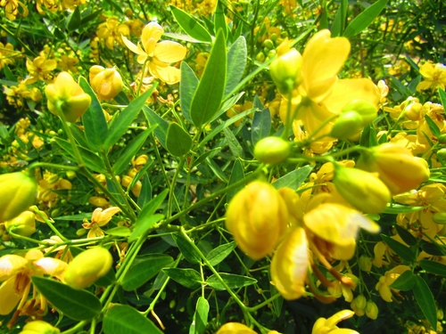 Argentine senna (Senna corymbosa)