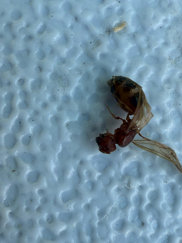 Pheidole soritis