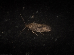 Syncometes vilis