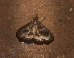 Hemiscopis violacea