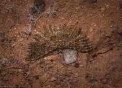 Alucita phricodes