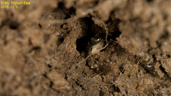 Pelophylax chosenicus
