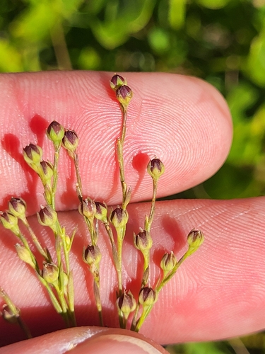 Sandplain Flax (Linum intercursum)
