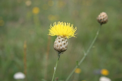 Centaurea orientalis
