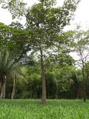 Sterculia apetala