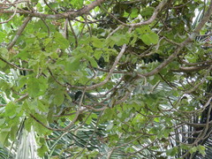 Sterculia apetala