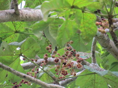 Sterculia apetala
