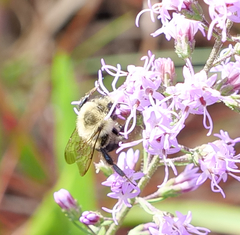 Bombus impatiens image