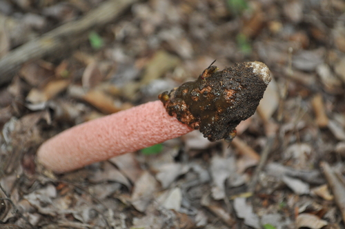 Devil's Stinkhorn