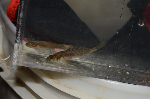 Floating goby (Gymnogobius castaneus) — Gobiidae — 2