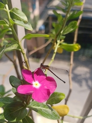 Onychargia atrocyana