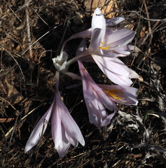 Colchicum hierosolymitanum