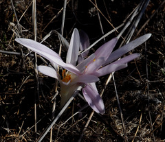 Colchicum hierosolymitanum