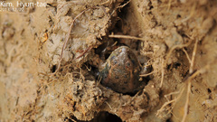 Pelophylax chosenicus