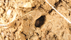 Pelophylax chosenicus