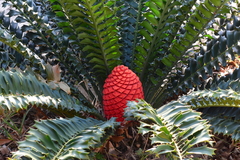 Encephalartos ferox