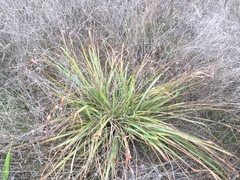 Tripsacum dactyloides