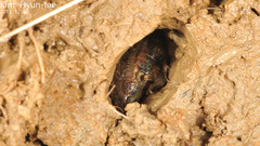 Pelophylax chosenicus