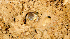 Pelophylax chosenicus