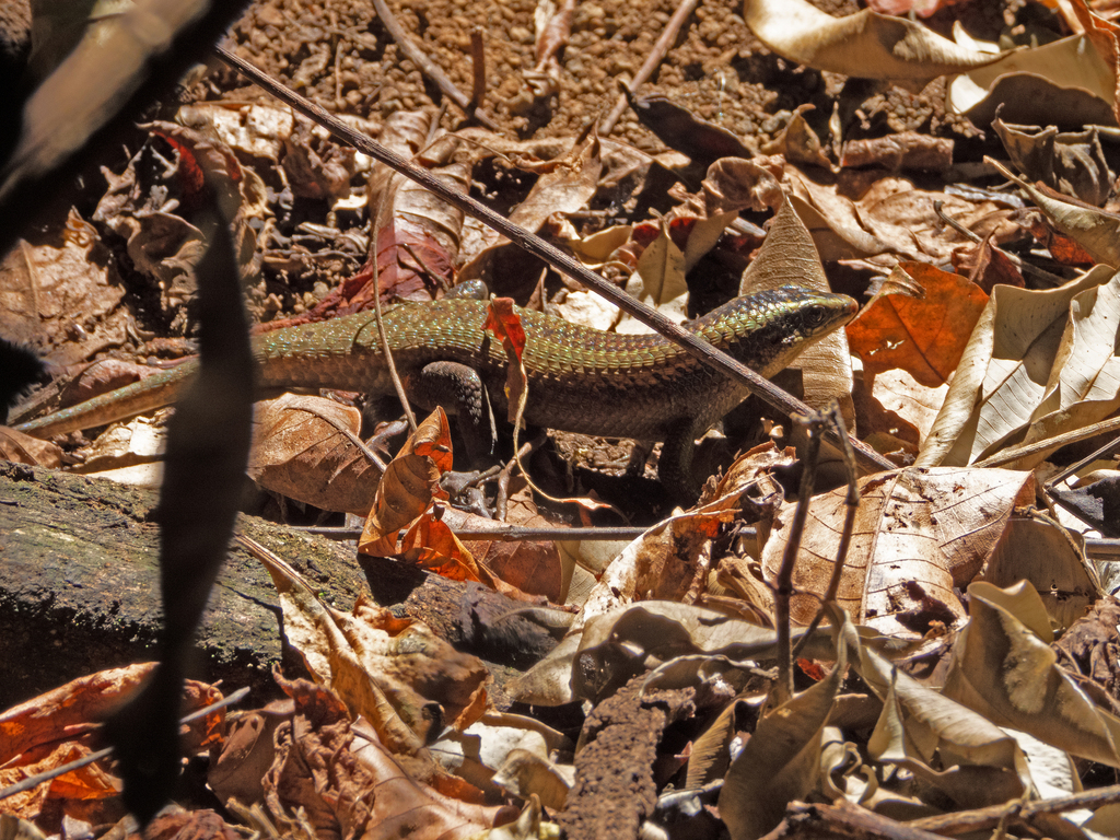 Eutropis macrophthalma (Eutropis macrophthalma)