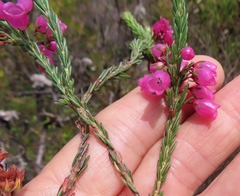 Erica axilliflora