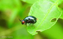 Spaniocelyphus cognatus