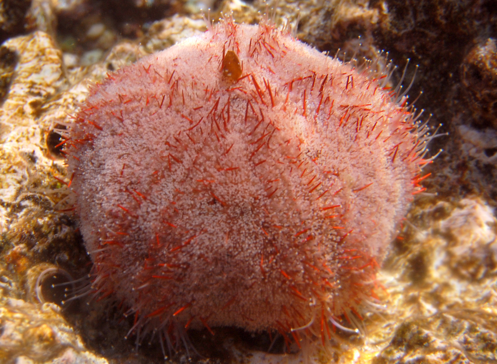 Bischofsmützenseeigel