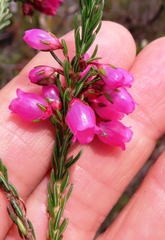 Erica axilliflora