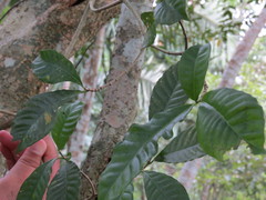 Tabernaemontana grandiflora
