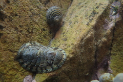 Sypharochiton sinclairi