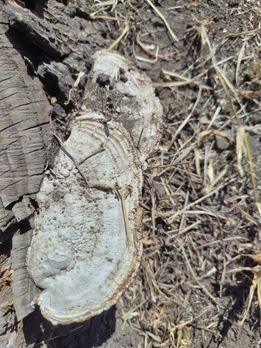 Ganoderma applanatum