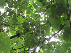 Tabernaemontana grandiflora