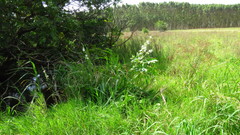 Chlorophytum krookianum