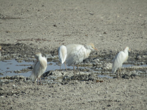 Western Cattle-Egret