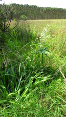 Chlorophytum krookianum