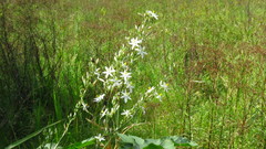 Chlorophytum krookianum