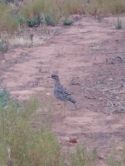 Burhinus capensis