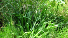 Chlorophytum krookianum