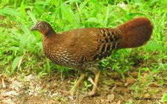 Gallus lafayettii