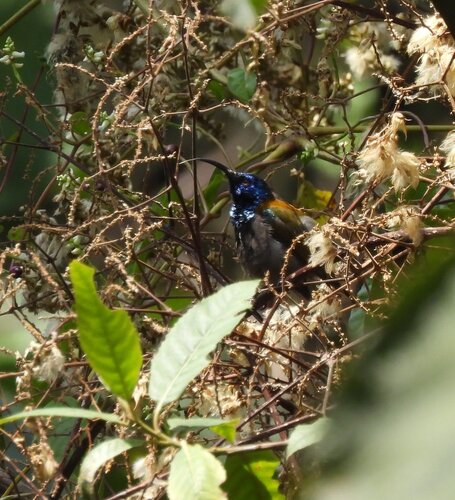 iNaturalist image